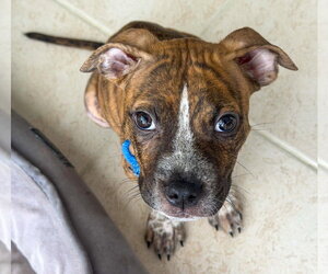 American Pit Bull Terrier-American Staffordshire Terrier Mix Dogs for adoption in Lighthouse Point, FL, USA