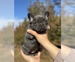 Puppy Blueberry French Bulldog