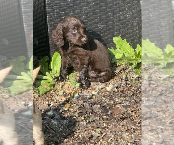 Medium Photo #1 Boykin Spaniel Puppy For Sale in PROSPERITY, SC, USA