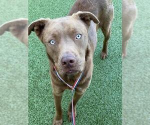 Labrador Retriever-Unknown Mix Dogs for adoption in Fayetteville, NC, USA