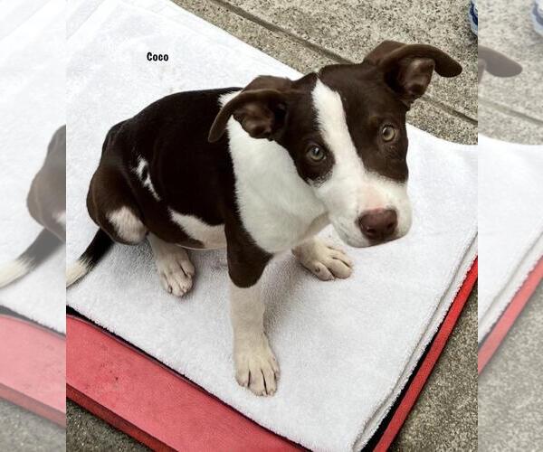 Medium Photo #1 American Pit Bull Terrier-Border Collie Mix Puppy For Sale in Incline Village, NV, USA