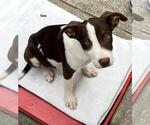 Small American Pit Bull Terrier-Border Collie Mix