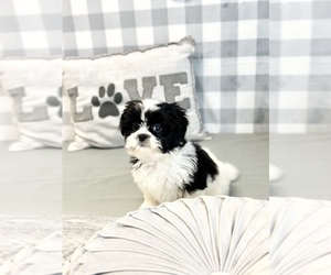 Shih Tzu Puppy for sale in MARIETTA, GA, USA