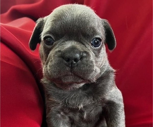 Medium Photo #2 French Bulldog Puppy For Sale in COLORADO SPRINGS, CO, USA