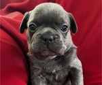 Small #1 French Bulldog