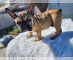 Small Photo #6 French Bulldog Puppy For Sale in EVERGREEN PARK, IL, USA