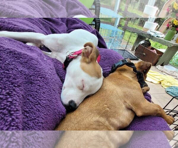 Medium Photo #2 Jack Russell Terrier-Unknown Mix Puppy For Sale in Rochester, NY, USA