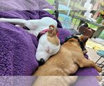 Small #1 Jack Russell Terrier Mix