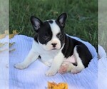 Small Photo #2 Faux Frenchbo Bulldog Puppy For Sale in EAST EARL, PA, USA