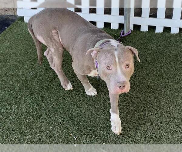 Medium Photo #1 Mutt Puppy For Sale in Modesto, CA, USA