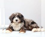 Small #1 Bernedoodle (Miniature)