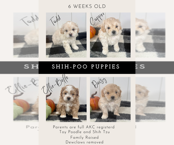 Medium Photo #1 ShihPoo Puppy For Sale in KENNEWICK, WA, USA