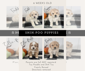 ShihPoo Puppy for sale in KENNEWICK, WA, USA