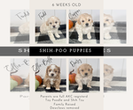Litter of 4 - Female ShihPoo Puppy for Sale - Small photo
