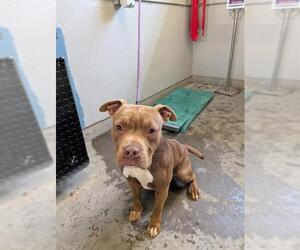 American Pit Bull Terrier Dogs for adoption in Camarillo, CA, USA