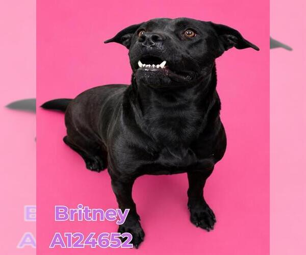 Medium Photo #2 Mutt Puppy For Sale in HESPERIA, CA, USA