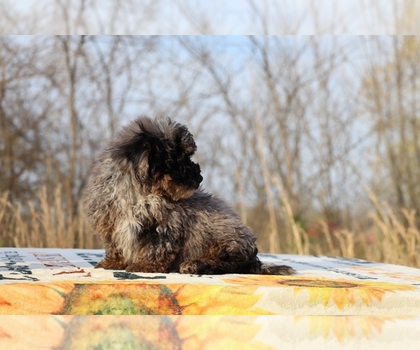 Medium Photo #19 ShihPoo Puppy For Sale in DYERSBURG, TN, USA