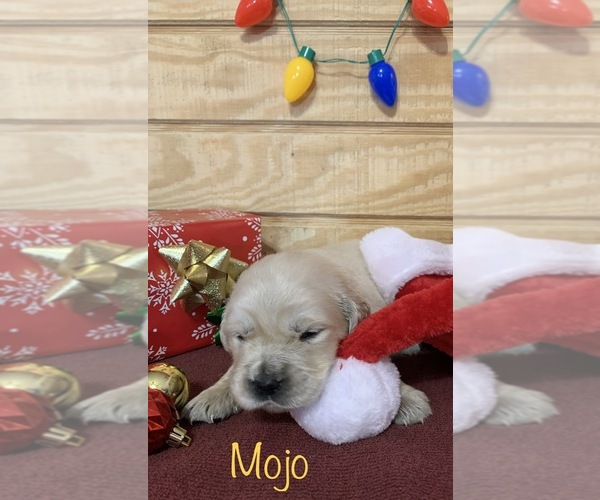 Medium Photo #7 English Cream Golden Retriever Puppy For Sale in DEARBORN, MO, USA