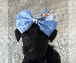 Medium Schnauzer (Miniature)