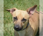 Small Dachshund-Jack Russell Terrier Mix