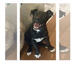 Small #7 Labrador Retriever Mix