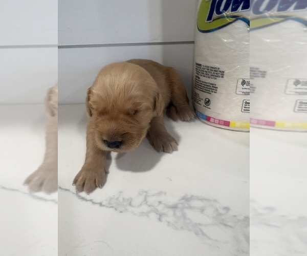 Medium Photo #1 Golden Retriever Puppy For Sale in GARDEN VALLEY, CA, USA