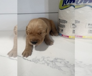Golden Retriever Puppy for sale in GARDEN VALLEY, CA, USA