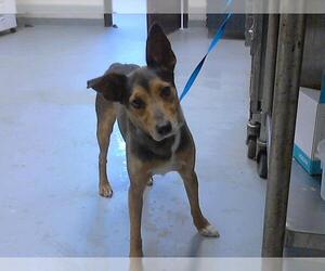 Parson Russell Terrier-Unknown Mix Dogs for adoption in Fayetteville, NC, USA