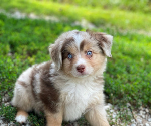 Miniature Australian Shepherd Puppy for Sale in PERU, Nebraska USA
