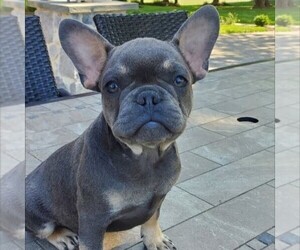 French Bulldog Puppy for sale in GORDONVILLE, PA, USA
