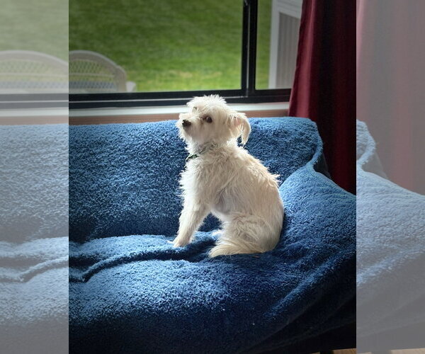 Medium Photo #2 Mutt Puppy For Sale in Cary, NC, USA