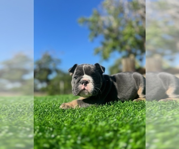 Medium Photo #2 English Bulldog Puppy For Sale in LOS ANGELES, CA, USA