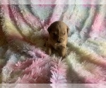 Small Photo #7 Golden Retriever Puppy For Sale in ALIQUIPPA, PA, USA