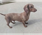 Small #5 Dachshund