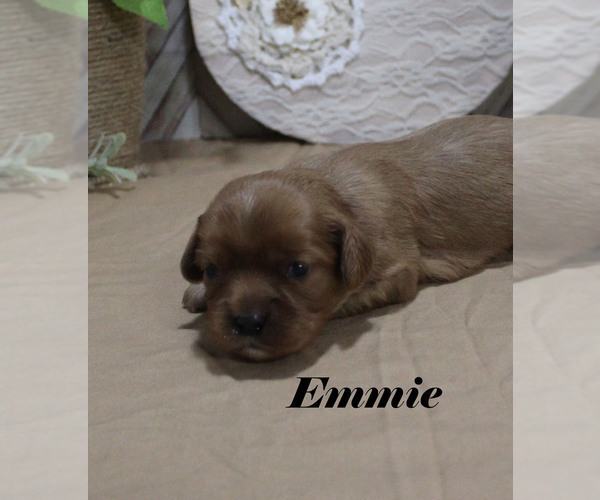 Medium Photo #11 Cavalier King Charles Spaniel Puppy For Sale in CHANUTE, KS, USA