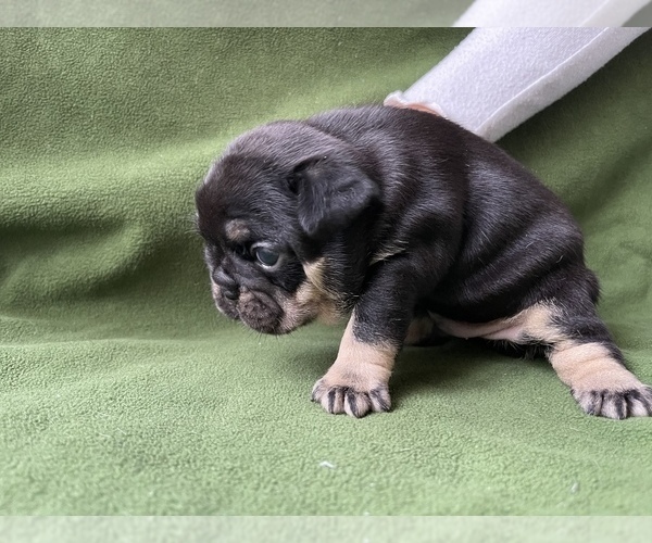 Medium Photo #3 French Bulldog Puppy For Sale in PALATINE, IL, USA