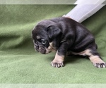 Small Photo #3 French Bulldog Puppy For Sale in PALATINE, IL, USA