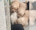 Small #3 Labrador Retriever