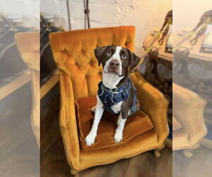 Beagle Mix Dog for Adoption in Westwood, New Jersey USA