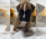 Small Photo #2 Boxer Puppy For Sale in PAWNEE CITY, NE, USA