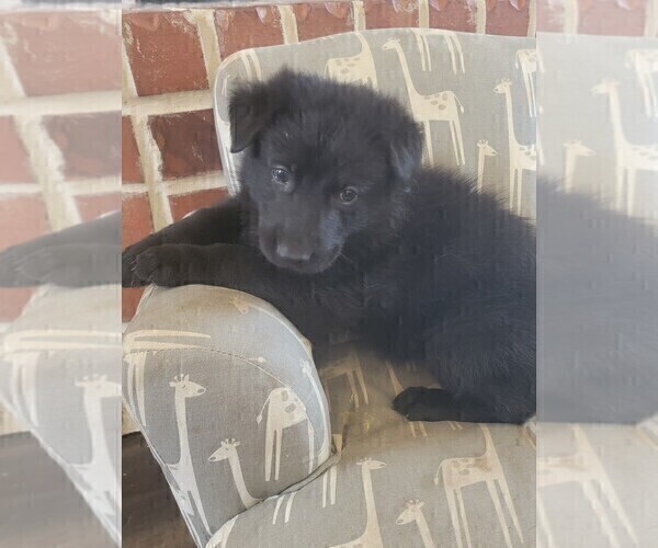 Medium Photo #1 German Shepherd Dog Puppy For Sale in BURLESON, TX, USA