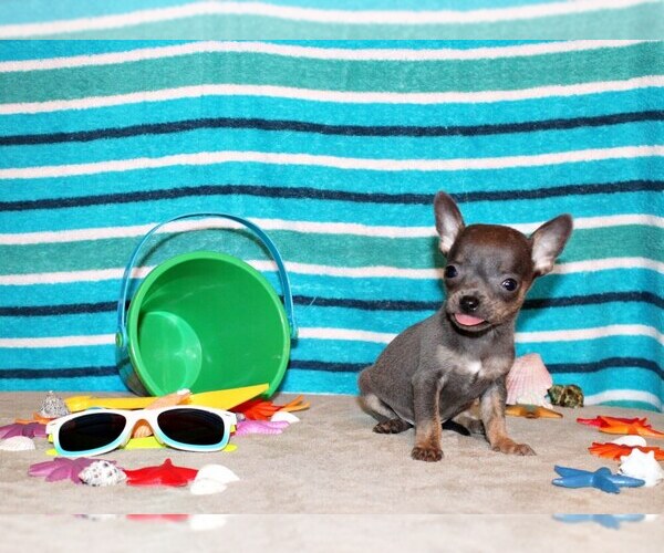 Medium Photo #1 Chihuahua Puppy For Sale in CHARLESTON, AR, USA
