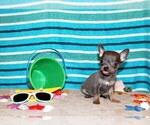 Puppy Draco Chihuahua