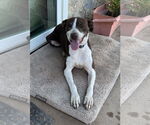 Small #1 German Shorthaired Pointer Mix