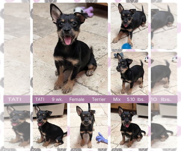 Medium Photo #2 Mutt Puppy For Sale in Mesa, AZ, USA