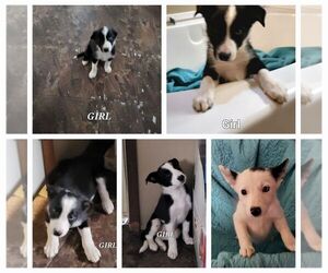 Border Collie Puppy for sale in MCALESTER, OK, USA