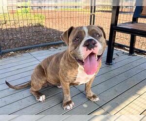 Medium American Pit Bull Terrier