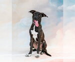 Small #2 Catahoula Leopard Dog Mix