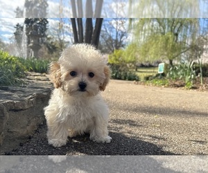 Bichpoo Puppy for sale in OLIVE BRANCH, MS, USA