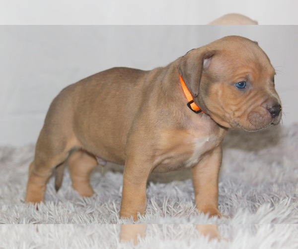 Medium Photo #9 American Bully Puppy For Sale in FORT LAUDERDALE, FL, USA